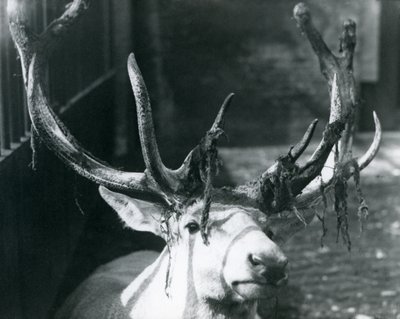 Un cervo maturo di Wallich, che perde il velluto allo Zoo di Londra, ottobre 1922 da Frederick William Bond